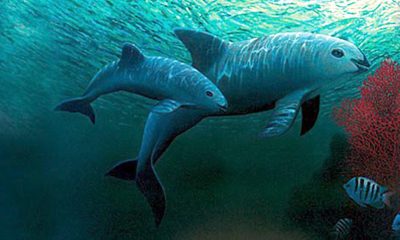 Dos ejemplares de "vaquita marina" (Phocoena Sinus) nadan en aguas del Mar de Cortez (México). EFE/Fondo Mundial de la Naturaleza