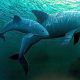 Dos ejemplares de "vaquita marina" (Phocoena Sinus) nadan en aguas del Mar de Cortez (México). EFE/Fondo Mundial de la Naturaleza