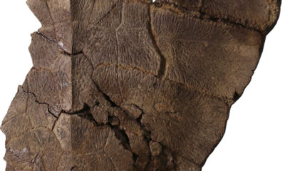 Fotografía cedida por el Instituto Smithsonian de Investigaciones Tropicales que muestra parte del fósil de tortuga hallado en la costa Caribe de Panamá.EFE/ Instituto Smithsonian de Investigaciones Tropicales