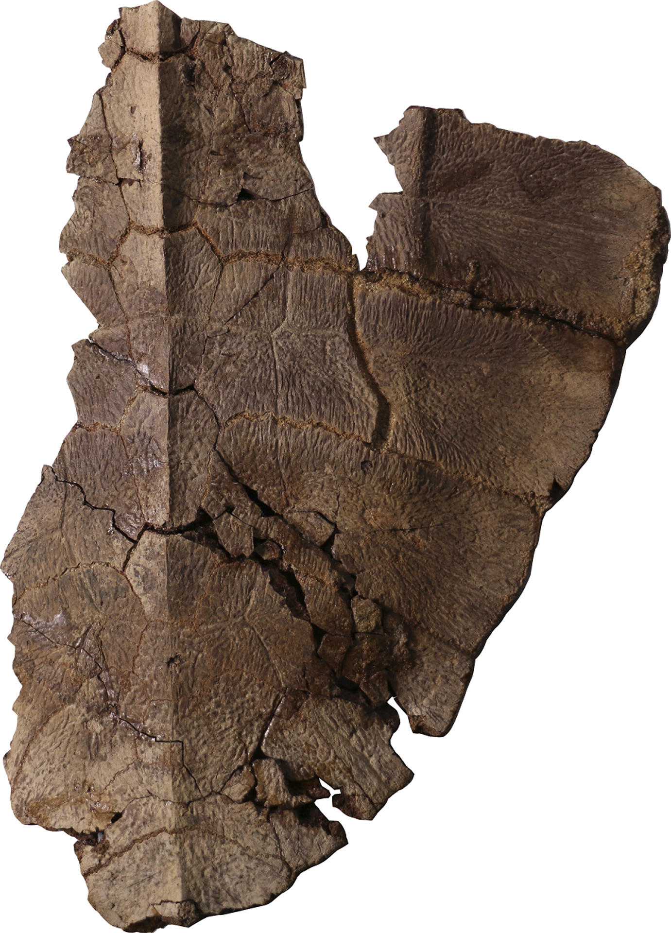 Fotografía cedida por el Instituto Smithsonian de Investigaciones Tropicales que muestra parte del fósil de tortuga hallado en la costa Caribe de Panamá.EFE/ Instituto Smithsonian de Investigaciones Tropicales
