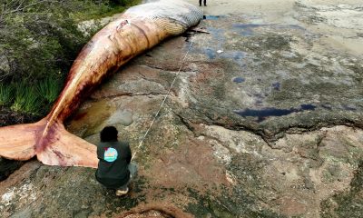 Fotografía cedida este miércoles, 27 de septiembre, por la Reserva Kerayvoty en la que se registró a un grupo de pescadores al detallar el cadáver de una ballena de 15,5 metros de largo y alrededor de 20 toneladas de peso, en una playa del departamento de Colonia, en el suroeste de Uruguay. EFE/ Reserva Kerayvoty