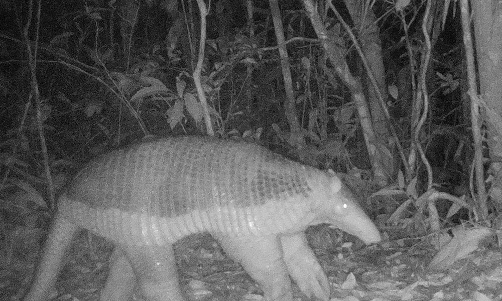 Fotografía de archivo sin fechar, cedida este viernes, 29 de septiembre, por el Instituto Humboldt, en la que se registró la imagen de un armadillo, captada por una cámara trampa, en algún lugar no precisado de las zonas rurales de Colombia. EFE/Instituto Humboldt