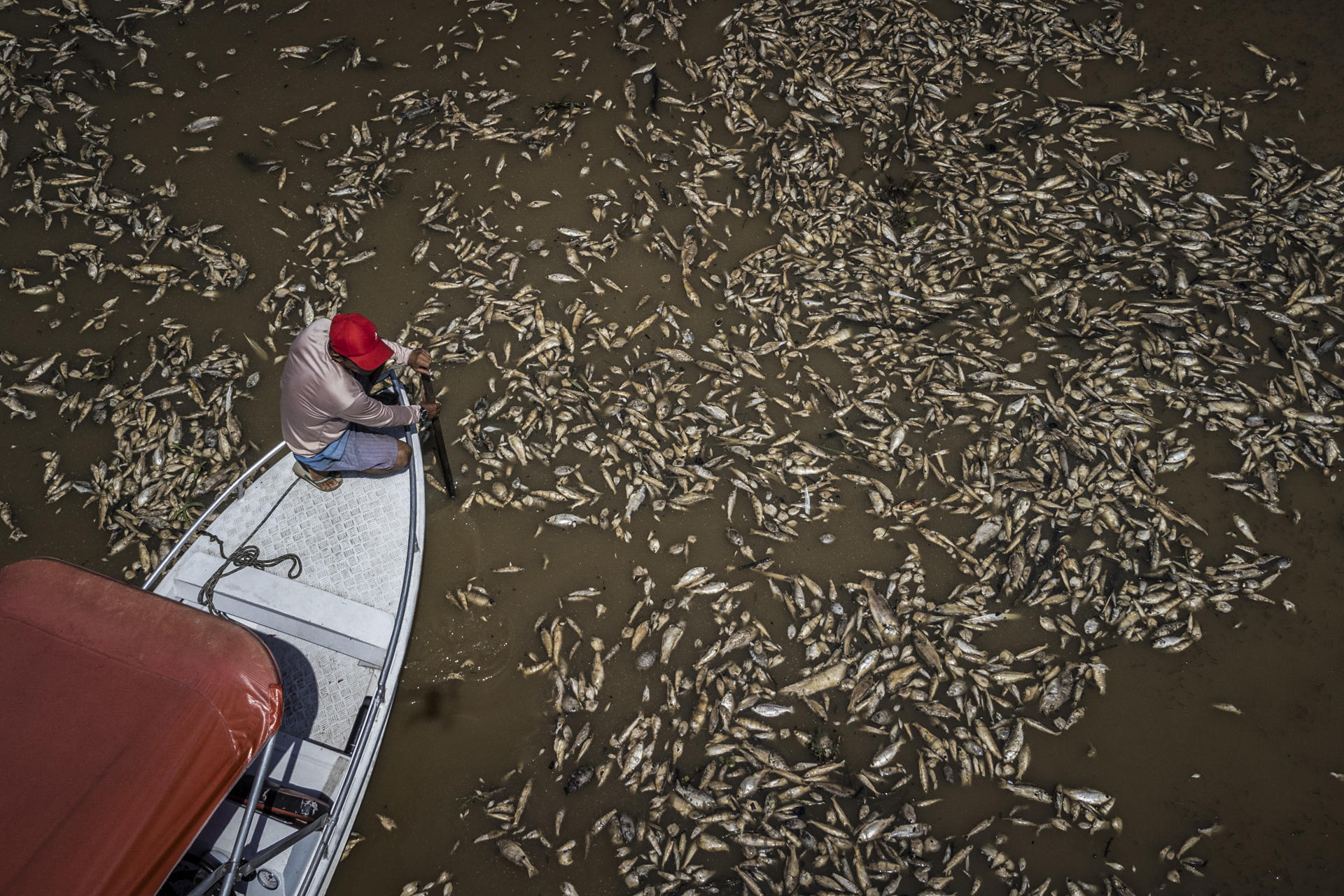 Fotografía aérea que muestra al barquero Paulo Monteiro da Cruz, de 49 años, mientras navega en su embarcación entre miles de peces muertos por el calor y la acidez del agua, en la Reserva de Desarrollo Sostenible Lago do Piranha hoy en Manacapuru, Amazonas (Brasil). EFE/ Raphael Alves