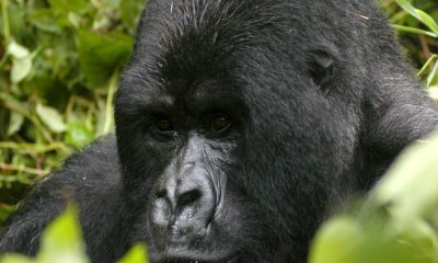 En la imagen de archivo, Ruhonda, un gorila adulto en el Parque Nacional de los Volcanes en Ruanda. EFE/Ricky Gare
