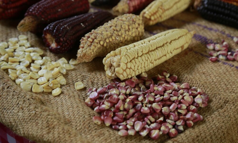 Detalle de diferentes especies de maíz en La Casa del Maíz, el 16 de septiembre de 2023 en la localidad de San Juan Evangelista, municipio de Tlajomulco, Jalisco (México). EFE/ Francisco Guasco