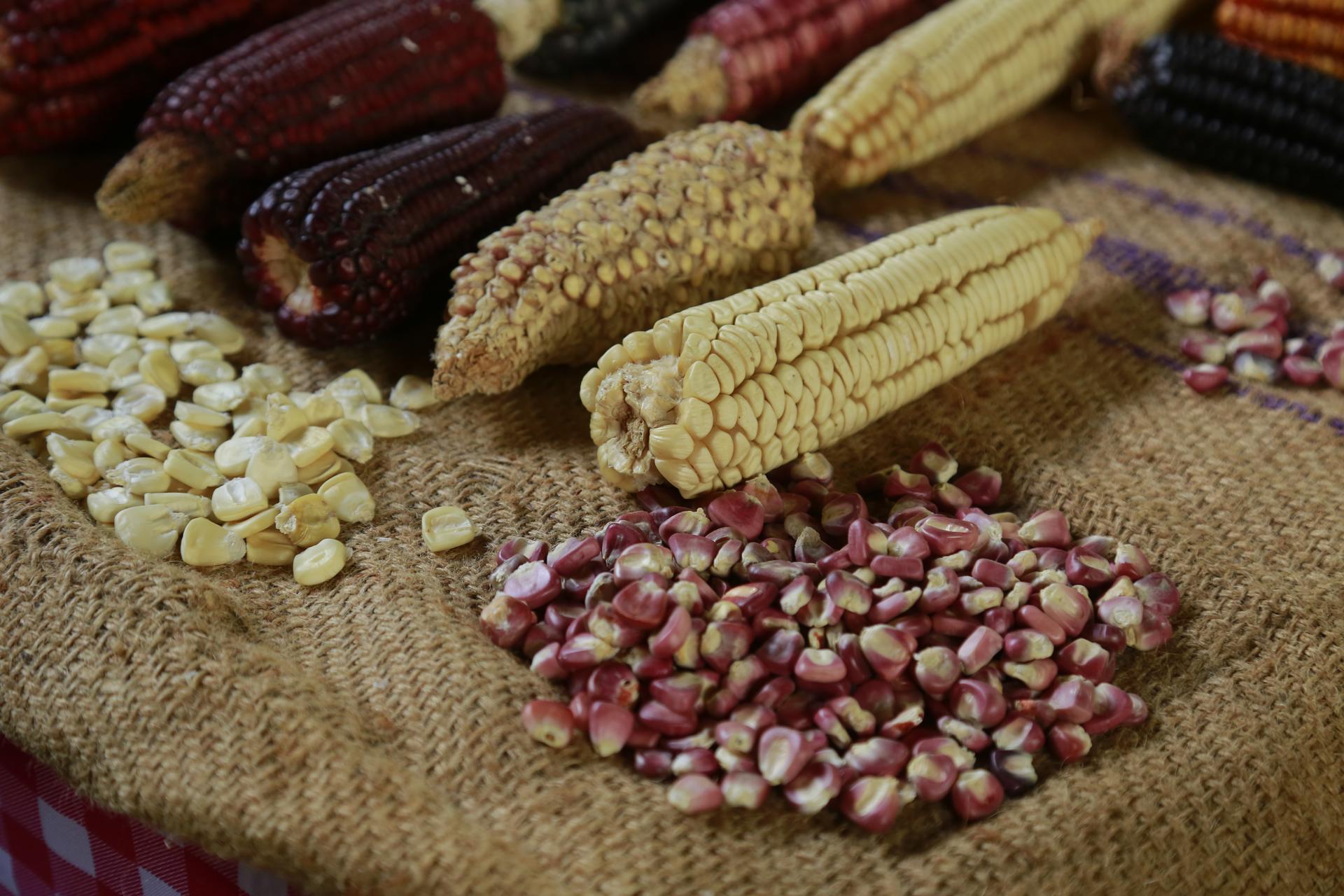 Detalle de diferentes especies de maíz en La Casa del Maíz, el 16 de septiembre de 2023 en la localidad de San Juan Evangelista, municipio de Tlajomulco, Jalisco (México). EFE/ Francisco Guasco