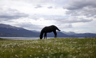 Fotografía de archivo que muestra un caballo pastar. EFE/Sebastián Silva