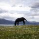 Fotografía de archivo que muestra un caballo pastar. EFE/Sebastián Silva