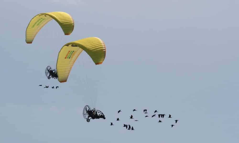 Una bandada de 35 ibis eremitas está a punto de concluir en Cádiz una migración fascinante, siguiendo desde Austria los ultraligeros en los que sus dos "madres" humanas vuelan para enseñarles una ruta que esta especie no hacía desde hace cuatro siglos.EFE/ Waldrappteam Conservation and Research.SOLO USO EDITORIAL/SOLO DISPONIBLE PARA ILUSTRAR LA NOTICIA QUE ACOMPAÑA (CRÉDITO OBLIGATORIO)