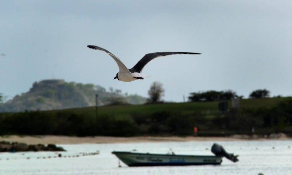 Vista de una gaviota mientras vuela sobre la costa en Dickenson Bay, en Saint John (Antigua y Barbuda). Imagen de archivo. EFE/ Oskar Burgos