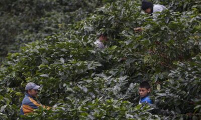 Fotografía de archivo en la que se registró a un grupo de recolectores manuales de café, en una finca del municipio hondureño de San Nicolás. EFE/Gustavo Amador