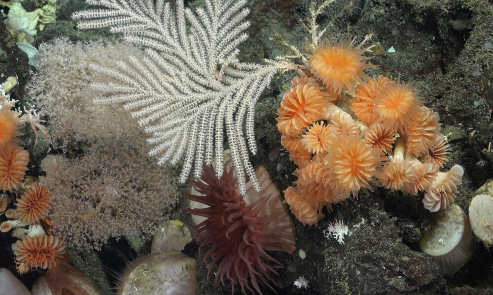 Fotografía cedida hoy por el Instituto Oceánico Schmidt que muestra un arrecife de coral en aguas profundas junto a las Islas Galápagos (Ecuador). EFE/ Instituto Oceánico Schmidt