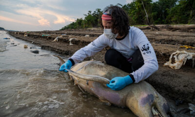 Fotografía cedida por el Instituto Mamirauá el 21 de septiembre de 2023 de un experto analizando los restos de uno de los delfines fluviales amenazados en el río Tefé, en la Amazonía (Brasil). EFE/Miguel Monteiro/Instituto Mamirauá