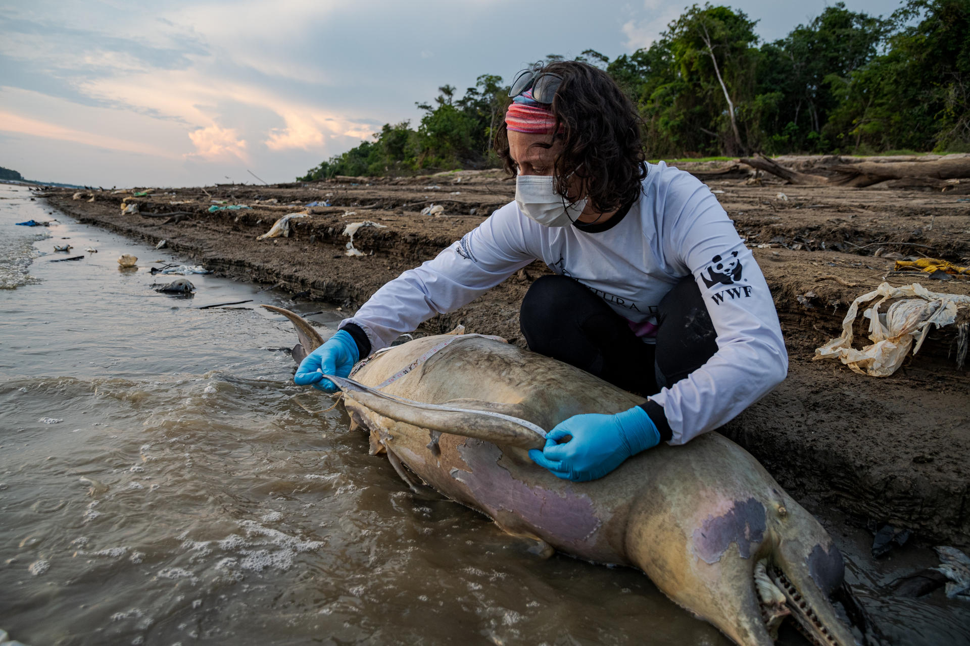 Fotografía cedida por el Instituto Mamirauá el 21 de septiembre de 2023 de un experto analizando los restos de uno de los delfines fluviales amenazados en el río Tefé, en la Amazonía (Brasil). EFE/Miguel Monteiro/Instituto Mamirauá