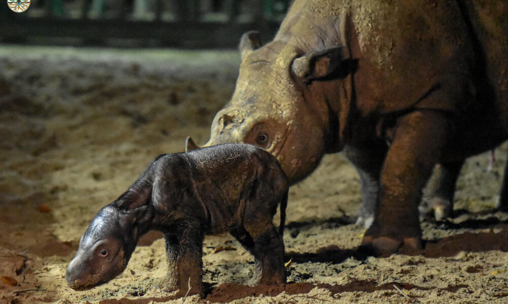 Las autoridades de Indonesia anunciaron este domingo el nacimiento de un bebé rinoceronte de Sumatra, una especie en peligro crítico de extinción, en lo que supone la cuarta cría nacida en el Santuario de Rinocerontes. EFE/Way Kambas *****SOLO USO EDITORIAL/SOLO DISPONIBLE PARA ILUSTRAR LA NOTICIA QUE ACOMPAÑA (CRÉDITO OBLIGATORIO) *****