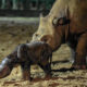 Las autoridades de Indonesia anunciaron este domingo el nacimiento de un bebé rinoceronte de Sumatra, una especie en peligro crítico de extinción, en lo que supone la cuarta cría nacida en el Santuario de Rinocerontes. EFE/Way Kambas *****SOLO USO EDITORIAL/SOLO DISPONIBLE PARA ILUSTRAR LA NOTICIA QUE ACOMPAÑA (CRÉDITO OBLIGATORIO) *****