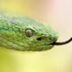 Fotografía de archivo de una serpiente Bothriechis lateralis, conocida como Lora venenosa. EFE/Jeffrey Arguedas