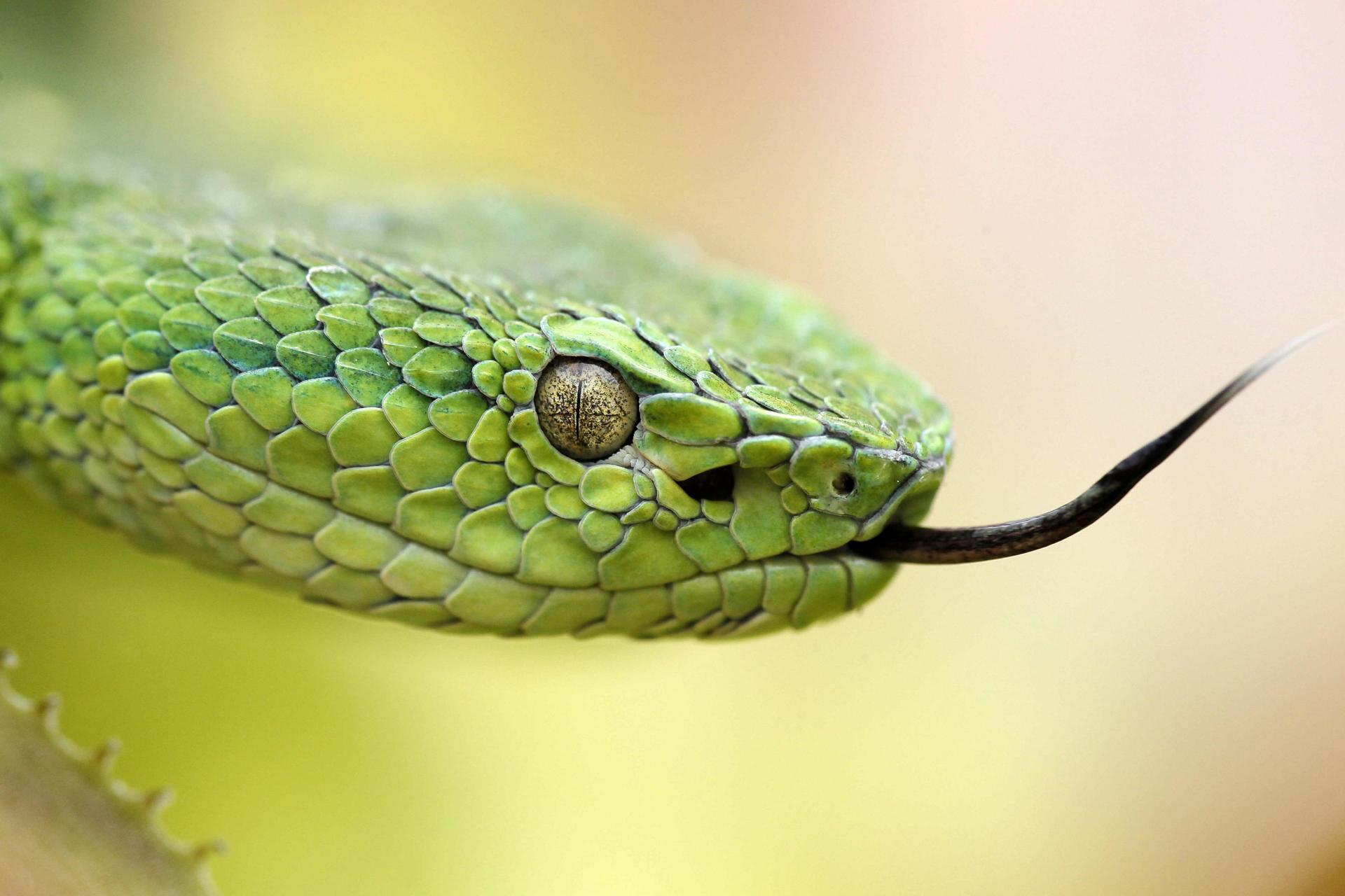 Fotografía de archivo de una serpiente Bothriechis lateralis, conocida como Lora venenosa. EFE/Jeffrey Arguedas