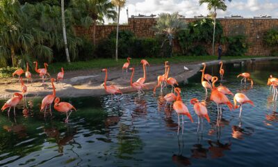 Fotografía cedida por el Zoológico de Miami donde se muestra a un grupo de flamencos caribeños o americanos (Phoenicopterus ruber) mientras se refrescan este jueves en su hábitat en el zoológico, situado en el suroeste de Miami, Florida (EEUU). EFE/Ron Magill/Zoo Miami /SOLO USO EDITORIAL /NO VENTAS /SOLO DISPONIBLE PARA ILUSTRAR LA NOTICIA QUE ACOMPAÑA /CRÉDITO OBLIGATORIO