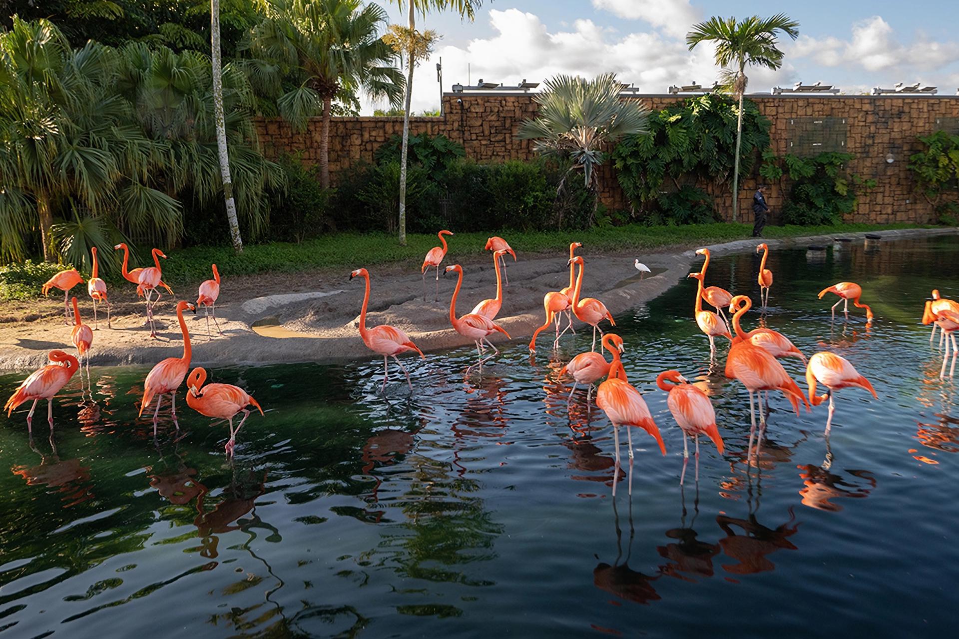 Fotografía cedida por el Zoológico de Miami donde se muestra a un grupo de flamencos caribeños o americanos (Phoenicopterus ruber) mientras se refrescan este jueves en su hábitat en el zoológico, situado en el suroeste de Miami, Florida (EEUU). EFE/Ron Magill/Zoo Miami /SOLO USO EDITORIAL /NO VENTAS /SOLO DISPONIBLE PARA ILUSTRAR LA NOTICIA QUE ACOMPAÑA /CRÉDITO OBLIGATORIO