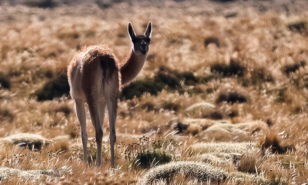 Fotografía de un guanaco en el parque provincia La Payunia, el 28 de febrero de 2024, en Malargue (Argentina). EFE/ Juan Ignacio Roncoroni