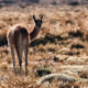 Fotografía de un guanaco en el parque provincia La Payunia, el 28 de febrero de 2024, en Malargue (Argentina). EFE/ Juan Ignacio Roncoroni