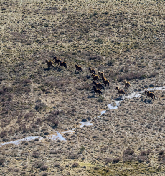 AME4655. SÍDNEY (AUSTRALIA), 03/04/2024.- Fotografía cedida por el Departamento de Cambio Climático, Energía, Medio Ambiente y Agua del Gobierno del estado australiano de Nueva Gales del Sur que muestra caballos salvajes en el Parque Nacional Kosciuszko, a 350 kilómetros al suroeste de Sídney (Australia). Las autoridades australianas iniciaron este jueves un programa para sacrificar mediante disparos de francotiradores montados en helicópteros a miles de caballos salvajes para proteger el frágil ecosistema del parque nacional Kosciuszko, a unos 350 kilómetros al suroeste de Sídney. EFE/ Gobierno De Nueva Gales Del Sur / SOLO USO EDITORIAL/ SOLO DISPONIBLE PARA ILUSTRAR LA NOTICIA QUE ACOMPAÑA (CRÉDITO OBLIGATORIO)