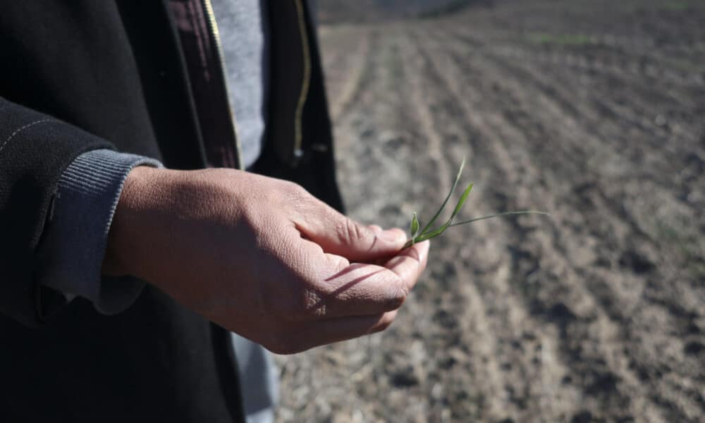 En la imagen de archivo, un agricultor del pueblo Oulad Blad, a unos 90 kilómetros al este de Rabat, muestra su campo seco de trigo (Marruecos). EFE/ Fatima Zohra