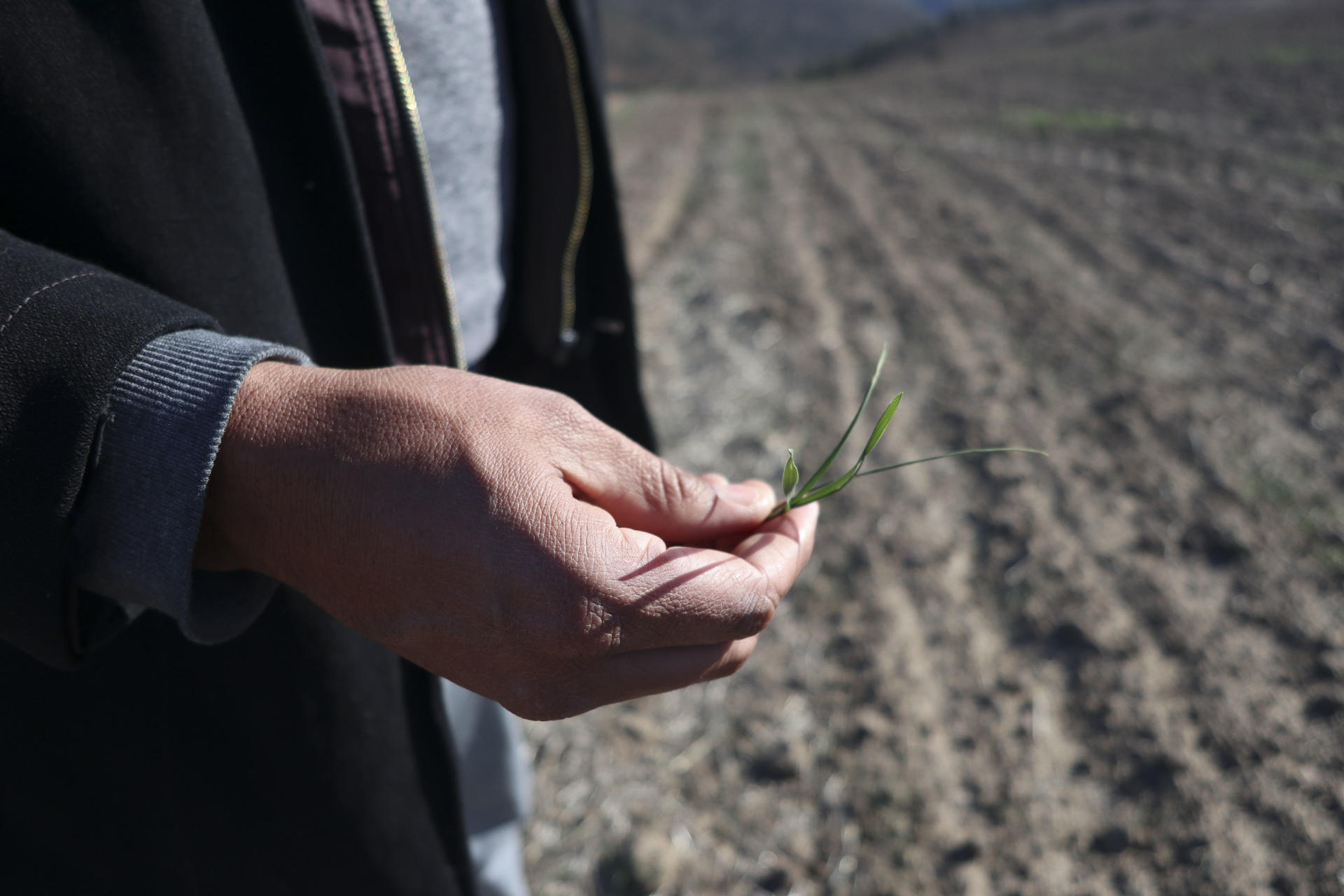 En la imagen de archivo, un agricultor del pueblo Oulad Blad, a unos 90 kilómetros al este de Rabat, muestra su campo seco de trigo (Marruecos). EFE/ Fatima Zohra