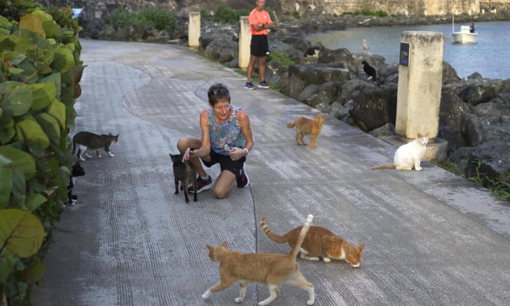 Fotografía que muestra mujer mientras acaricia unos gatos el 26 de marzo de 2024 en la muralla del barrio colonial del Viejo San Juan en Puerto Rico. EFE/Thais Llorca