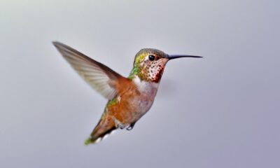 Un macho juvenil de colibrí rufo (Selasphorus rufus). Crédito: Duncan Leitch