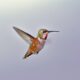 Un macho juvenil de colibrí rufo (Selasphorus rufus). Crédito: Duncan Leitch