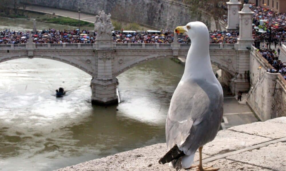 Imagen de archivo de una gaviota observando a los miles de personas que esperan en el puente Vittorio Emmanuele II de Roma en dirección a la plaza de San Pedro del Vaticano, para visitar la capilla ardiente del Papa Juan Pablo II. EFE/Giulia Muir