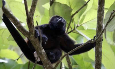 Fotografía de archivo en donde se observa un mono aullador. EFE/ Jeffrey Arguedas