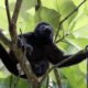 Fotografía de archivo en donde se observa un mono aullador. EFE/ Jeffrey Arguedas