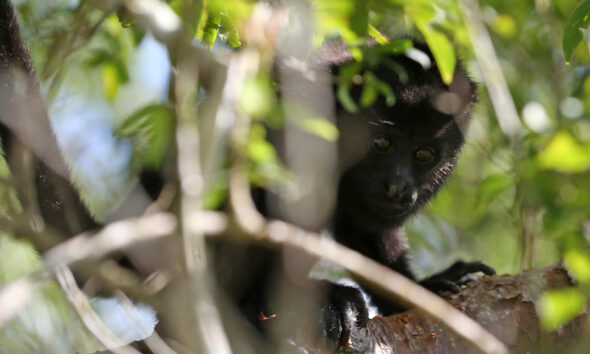 Fotografía de archivo de un mono aullador. EFE/Esteban Biba