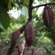 Fotografía de varios frutos de cacao que produce la asociación Chocowarmis, el 18 de abril de 2024, en la comunidad indígena Copal Sacha, en la Amazonía (Perú). EFE/ Paolo Aguilar