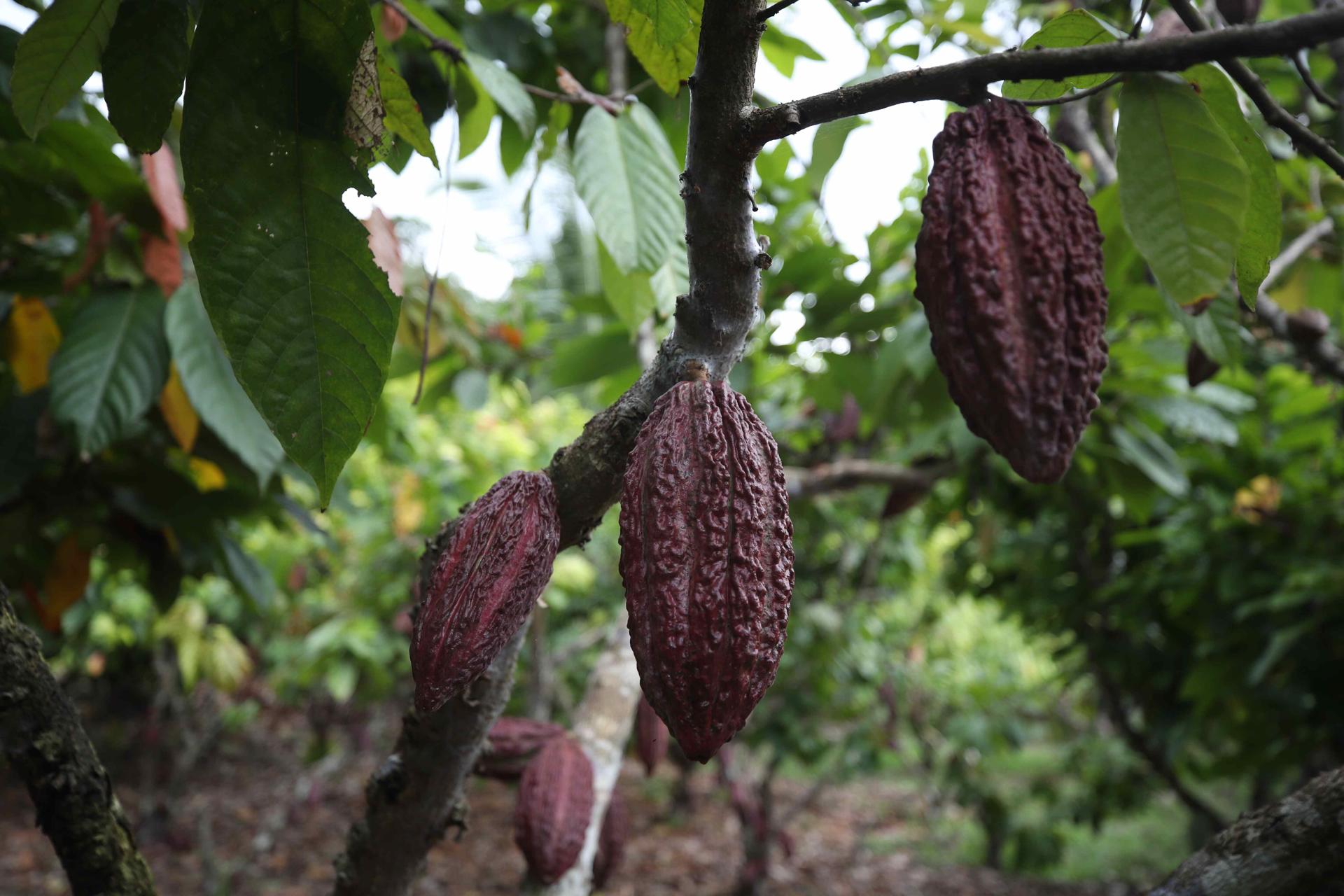 Fotografía de varios frutos de cacao que produce la asociación Chocowarmis, el 18 de abril de 2024, en la comunidad indígena Copal Sacha, en la Amazonía (Perú). EFE/ Paolo Aguilar