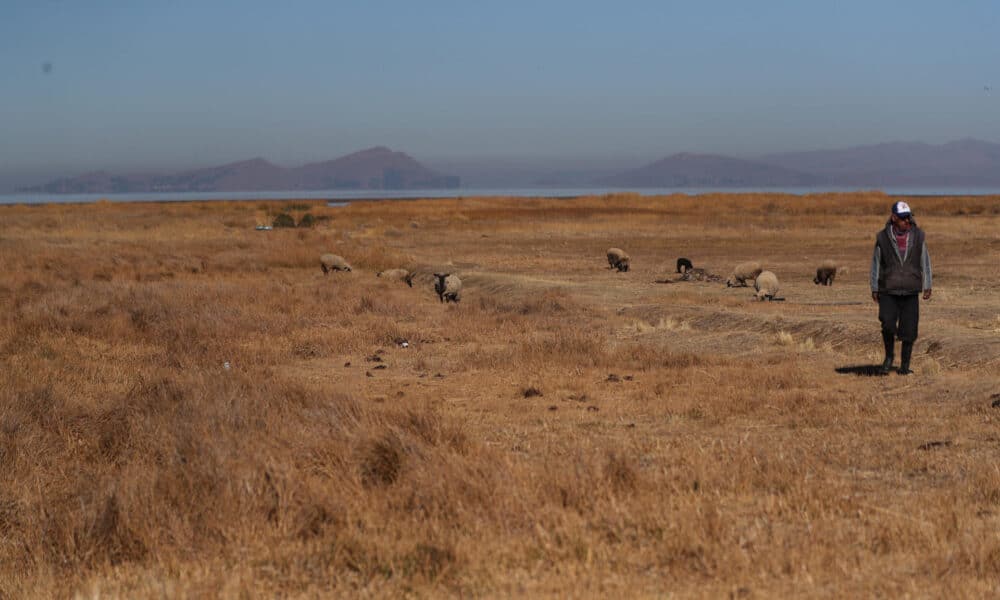 Fotografía de archivo de un poblador de Huarina caminando en medio de pastizales secos a orillas del Lago Titicaca en Huarina (Bolivia). EFE/Luis Gandarillas