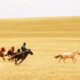Pastores de caballos montando, guiando, atrapando o disfrutando de sus caballos en Mongolia Interior, China, julio de 2019. Crédito: © Ludovic Orlando.