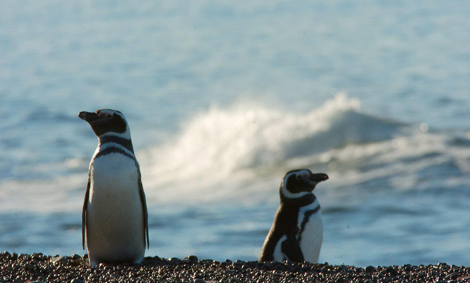 Fotografía de archivo de pingüinos magallánicos. EFE/Gobernación de la Provincia de Chubut