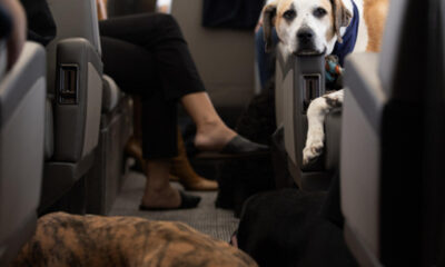 Fotografía cedida por 'Bark Air' donde aparecen varios perros a bordo de un avión de esta aerolínea, una subsidiaria de BarkBox, compañía que produce y vende comida para perros y otros productos caninos. EFE/Bark Air /SOLO USO EDITORIAL /NO VENTAS /SOLO DISPONIBLE PARA ILUSTRAR LA NOTICIA QUE ACOMPAÑA /CRÉDITO OBLIGATORIO
