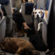 Fotografía cedida por 'Bark Air' donde aparecen varios perros a bordo de un avión de esta aerolínea, una subsidiaria de BarkBox, compañía que produce y vende comida para perros y otros productos caninos. EFE/Bark Air /SOLO USO EDITORIAL /NO VENTAS /SOLO DISPONIBLE PARA ILUSTRAR LA NOTICIA QUE ACOMPAÑA /CRÉDITO OBLIGATORIO