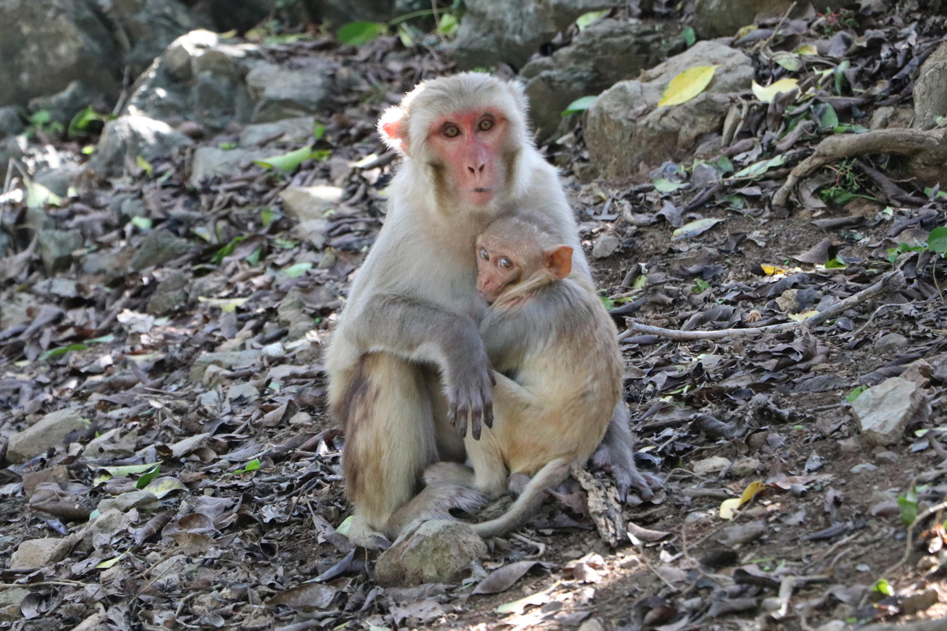 Fotografía cedida por Kandra Cruz, que muestra dos monos, en el Cayo Santiago (Puerto Rico). EFE/ Kandra Cruz SOLO USO EDITORIAL/NO VENTAS/SOLO DISPONIBLE PARA ILUSTRAR LA NOTICIA QUE ACOMPAÑA/CRÉDITO OBLIGATORIO