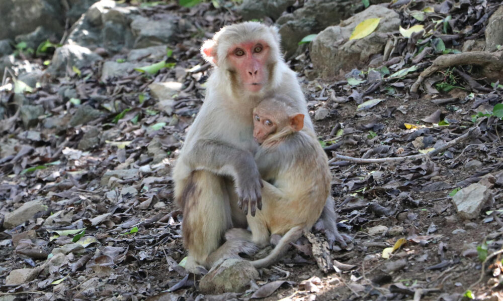 Fotografía cedida por Kandra Cruz, que muestra dos monos, en el Cayo Santiago (Puerto Rico). EFE/ Kandra Cruz