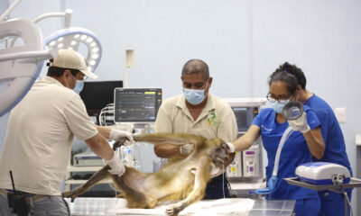 Médicos veterinarios especializados realizan exámenes médicos a un mono babuino (Papio), este martes en el Centro Integral de Medicina y Bienestar Animal (Cimba) del Zoológico Guadalajara, en el estado de Jalisco (México). EFE/Francisco Guasco