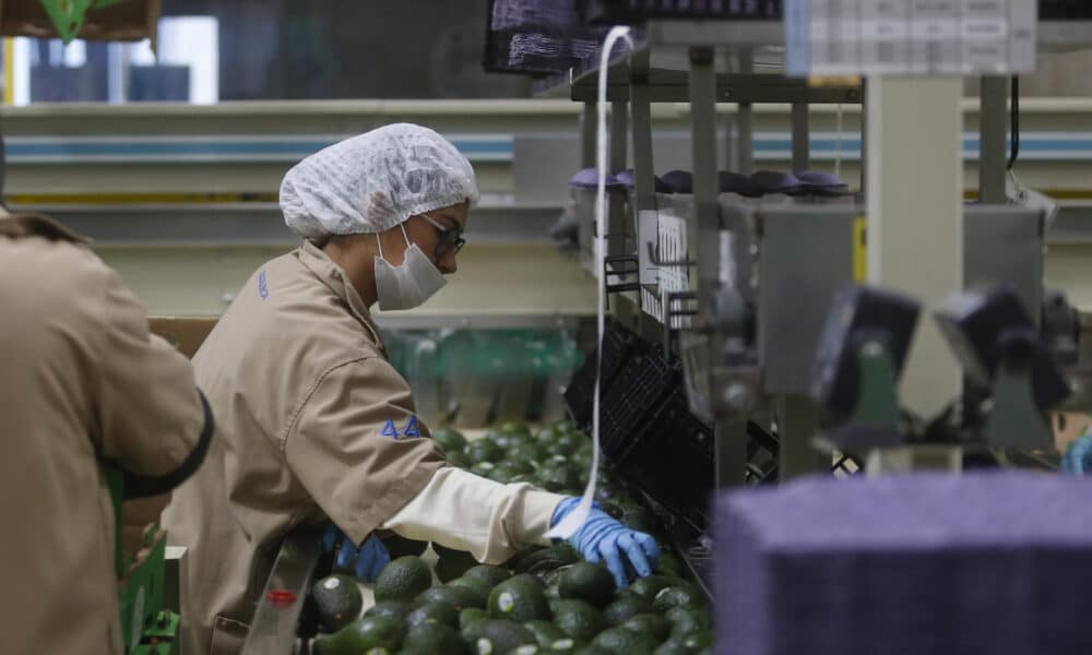 Una trabajadora participa en el proceso de empaque de aguacate en el municipio de Ciudad Guzmán, estado de Jalisco (México). Fotografía de archivo. EFE/ Francisco Guasco