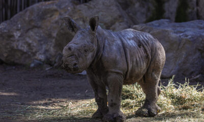 Fotografía este martes de una cría de rinoceronte blanco de doce días de nacido llamado Silverio, en el Zoológico BuinZoo de Santiago (Chile). EFE/ Stringer