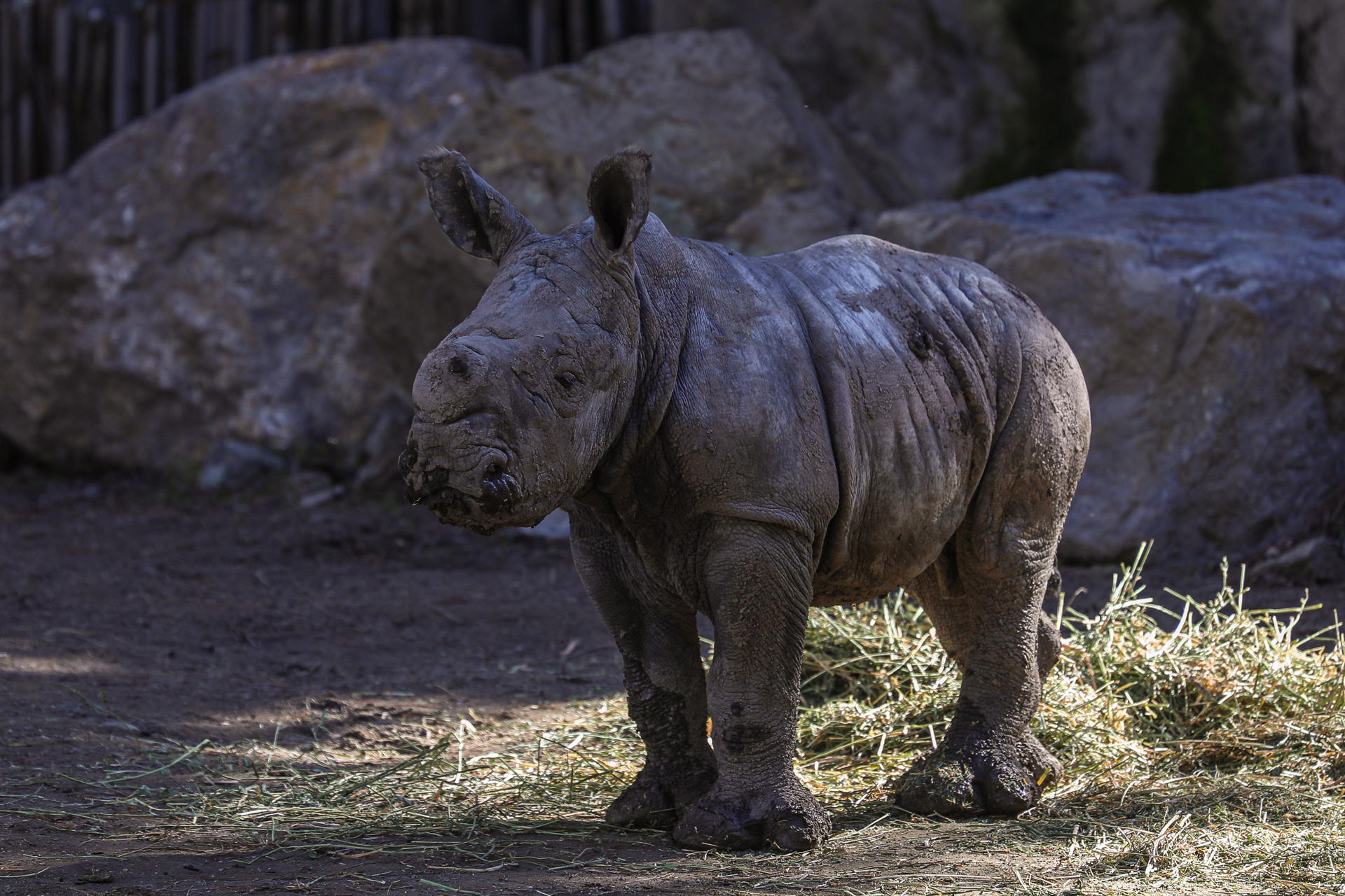 Fotografía este martes de una cría de rinoceronte blanco de doce días de nacido llamado Silverio, en el Zoológico BuinZoo de Santiago (Chile). EFE/ Stringer