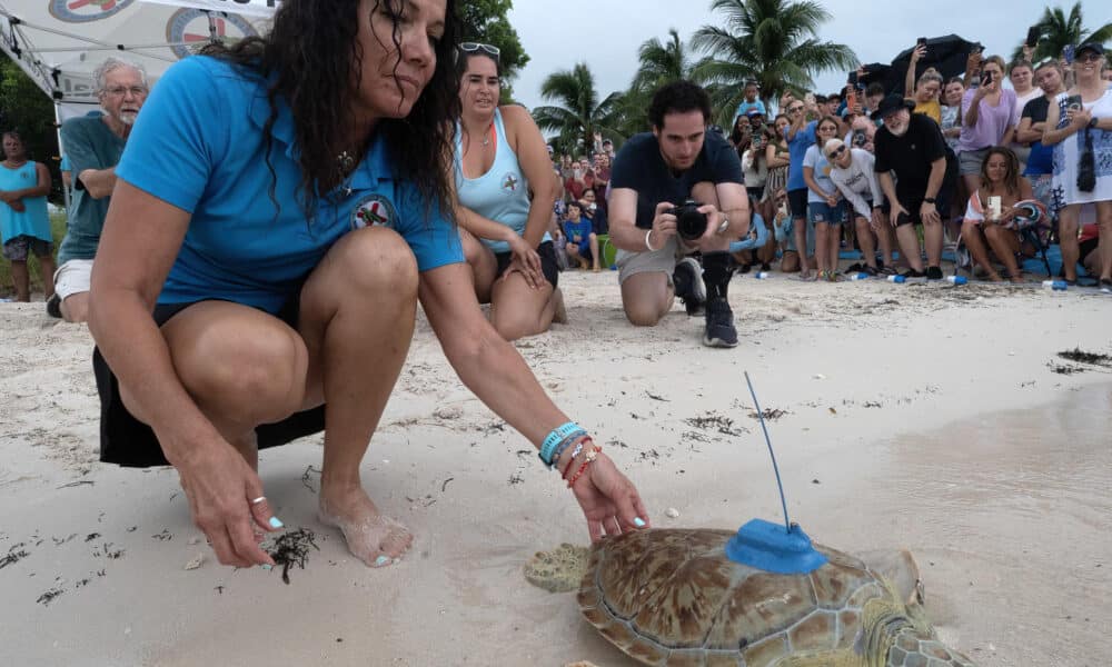 Fotografía cedida por la Oficina de Noticias de los Cayos de Florida donde aparece Bette Zirkelbach (i) mientras libera a la tortuga marina verde 'Roseleigh' este viernes frente a los Cayos de Florida en la playa de Sombrero Beach en Marathon, Florida. EFE/Andy Newman/Oficina de Noticias de los Cayos de Florida /SOLO USO EDITORIAL /NO VENTAS /SOLO DISPONIBLE PARA ILUSTRAR LA NOTICIA QUE ACOMPAÑA /CRÉDITO OBLIGATORIO